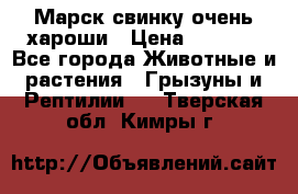 Марск свинку очень хароши › Цена ­ 2 000 - Все города Животные и растения » Грызуны и Рептилии   . Тверская обл.,Кимры г.